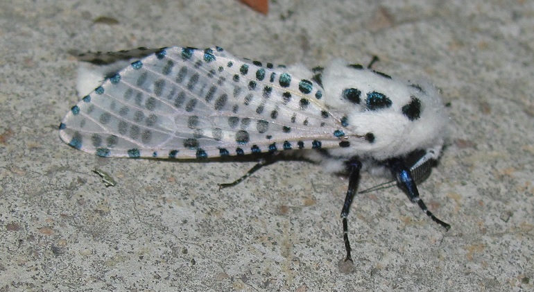 Zeuzera pyrina (Cossidae)? S